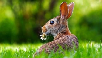 A rabbit in the field.