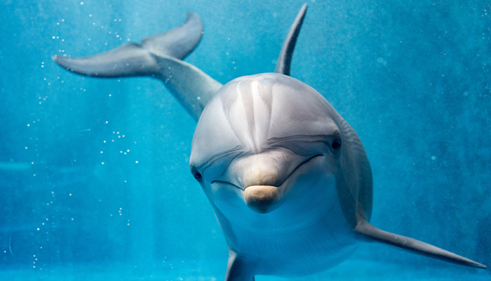 Third dolphin dies this year at Las Vegas' Mirage Casino